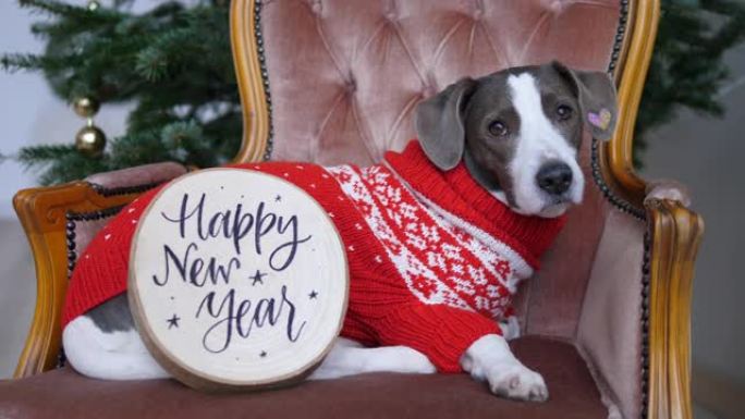 冬季假期在亲密的家庭圈子里。扶手椅上编织毛衣可爱的狗的前视图，新年快乐标志