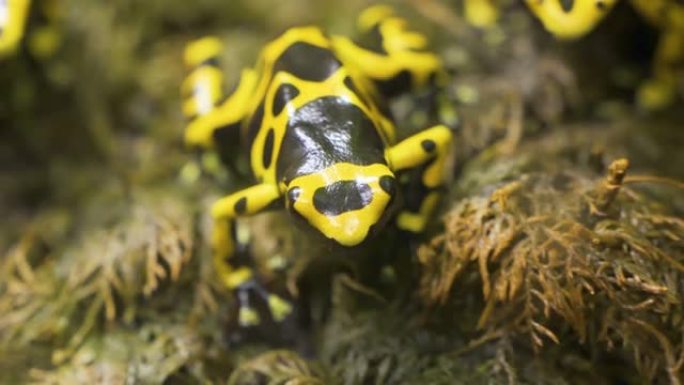 爱沙尼亚地面上罕见的黄黑青蛙