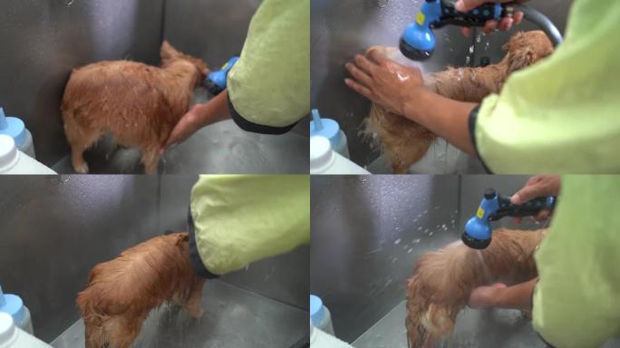 可爱的棕色吉娃娃狗在理发店用肥皂和水洗澡。照顾狗的概念。