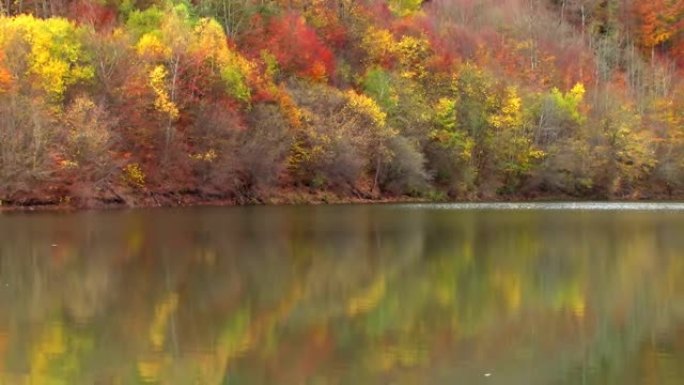 森林湖映出水中的秋天彩树