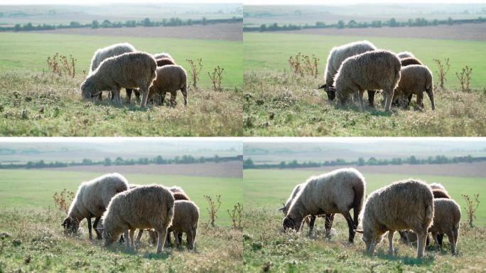 牧羊站在美丽的田野里吃草。农业和养牛。慢动作。