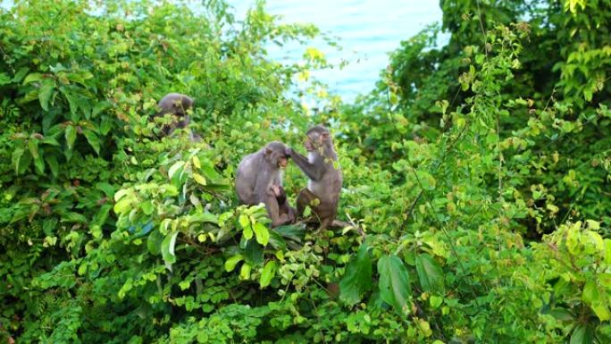 越南岘港市附近雨林中的野猴家族