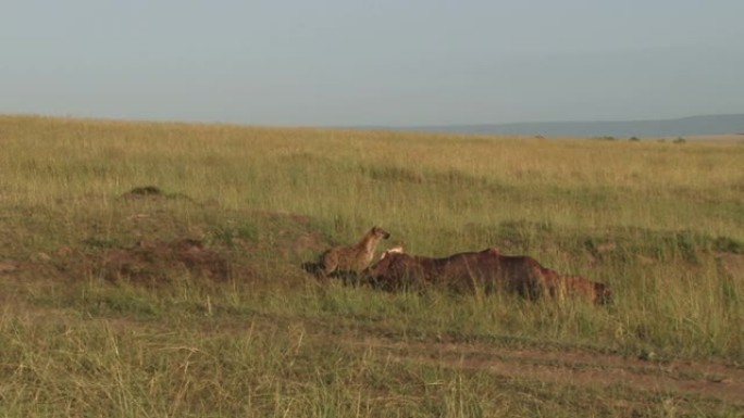 鬣狗试图在狮子不在时吃河马，但害怕
