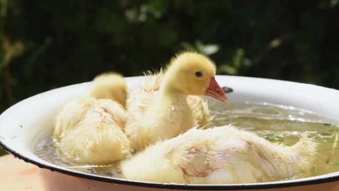 在大自然的阳光明媚的日子里，三只小鸭子溅到一碗水中