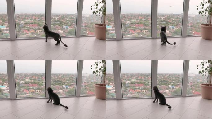 一只美丽的灰色短毛成年猫的特写镜头看着窗外