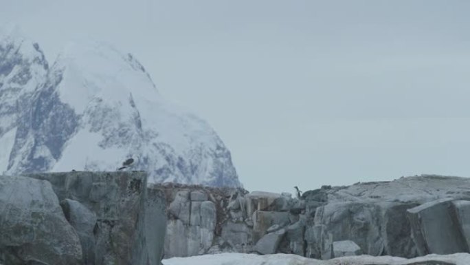 南极洲-Gentoo企鹅 (Pygoscelis Papua) 穿越岩石