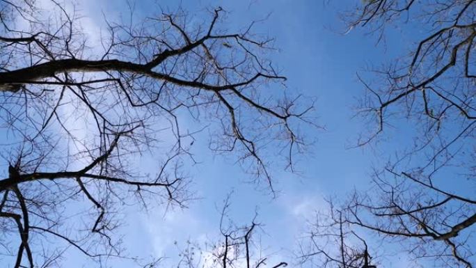 阳光明媚的秋日裸露树木的低角度视角，蓝天背景，旋转镜头，4k b滚动循环镜头，秋季概念。