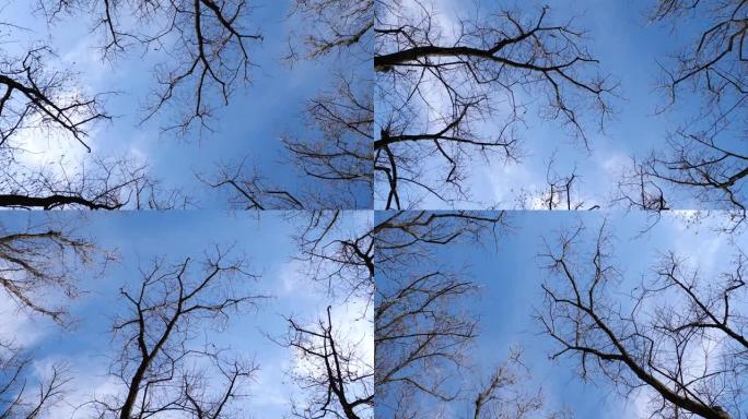 阳光明媚的秋日裸露树木的低角度视角，蓝天背景，旋转镜头，4k b滚动循环镜头，秋季概念。