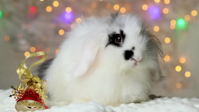 一只黑白相间的小兔子正拿着铃铛。新年装饰品。