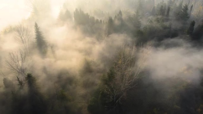 大雾天气和树木，晨雾，阴沉天气，阴沉天气和树木，空中雾视图，空中雾视频，空中阴暗，滑过拱形树木