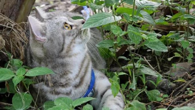 虎斑猫混合了美国短毛猫和波斯人，在花园的椰子树下寻找带有雷达耳朵的鸟声。