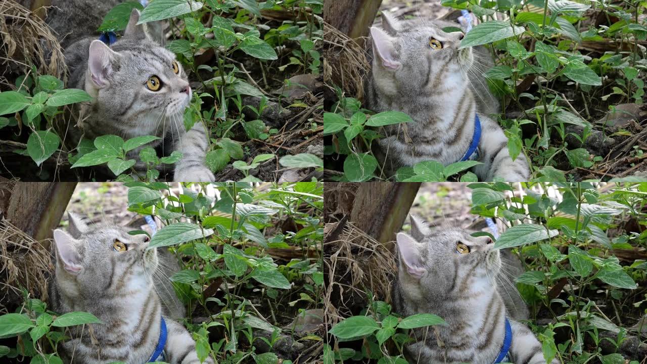 虎斑猫混合了美国短毛猫和波斯人，在花园的椰子树下寻找带有雷达耳朵的鸟声。
