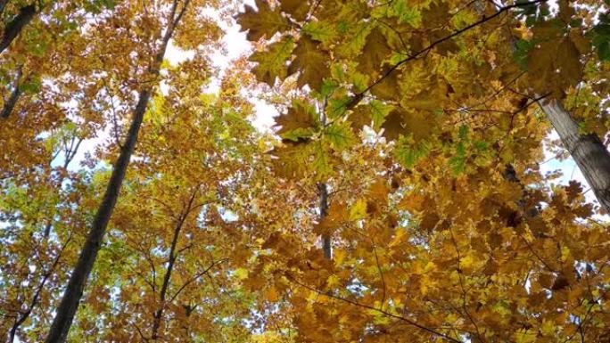 从五颜六色的橡树树冠上飞落的秋叶夹