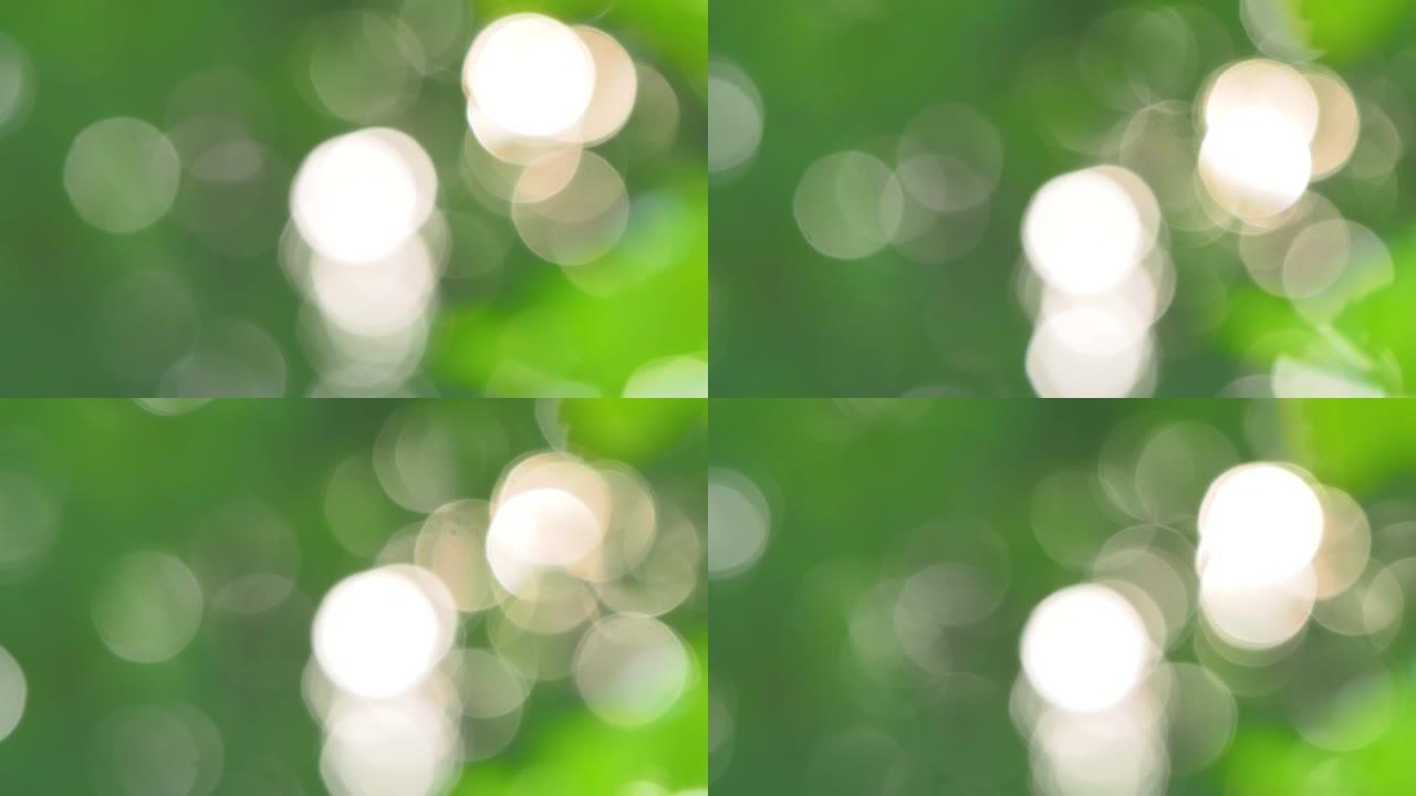 绿色叶子中的模糊圆圈光运动