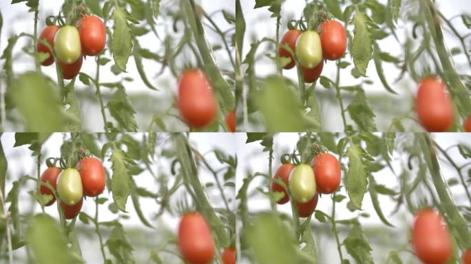 一堆成熟的西红柿在绿叶中