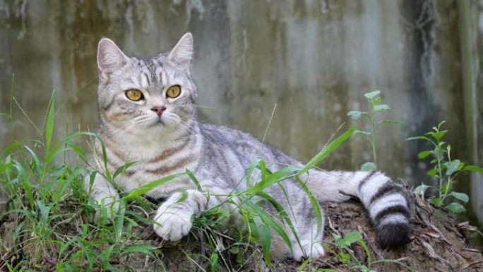 虎斑猫将美国短毛猫和波斯人混合在一起，在花园中寻找带有雷达耳朵的鸟声。