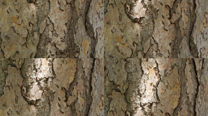 奥地利松树或黑松 (Pinus Nigra) 的树皮细节