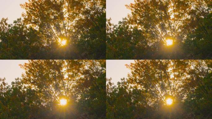 秋天的树木在黄昏的灯光下在风中摇曳