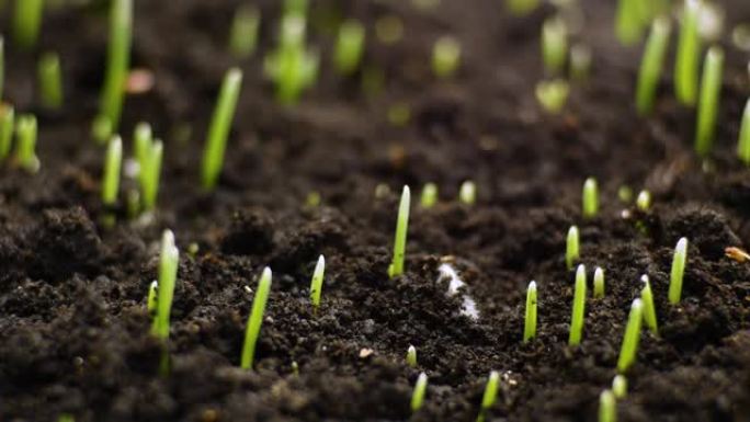植物从土壤中生长的时间流逝-开始新的生命