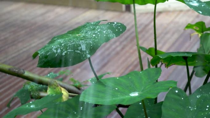 水滴聚集在热带叶子上