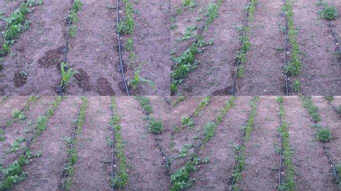 滴灌系统在运行滴灌系统在运行农田玉米