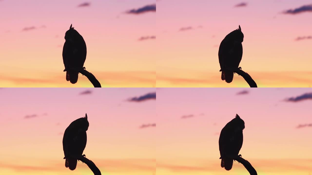 黎明时一只大角猫头鹰的剪影