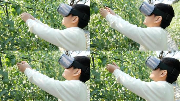 可爱的男孩用VR设备触摸西红柿
