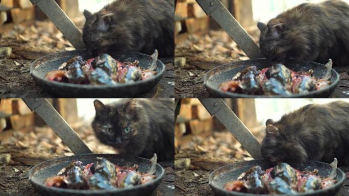 棕色猫从碗里吃鱼头和内脏
