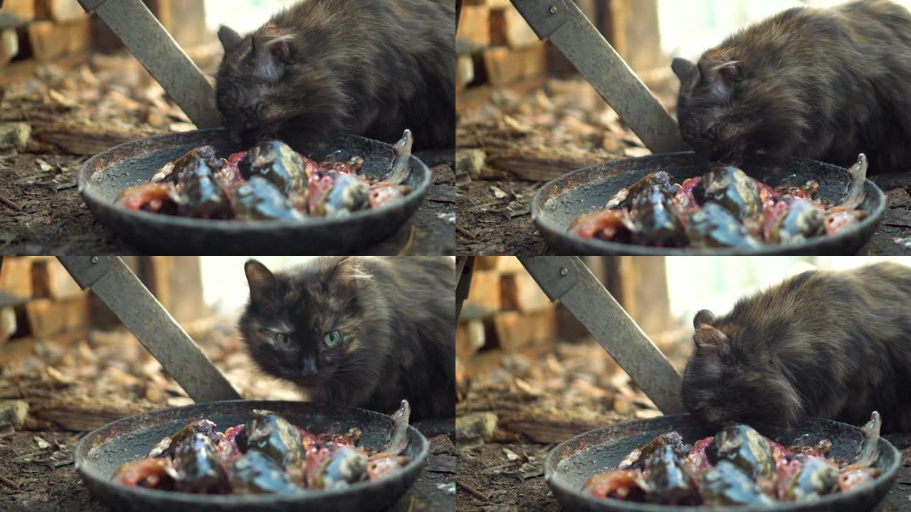 棕色猫从碗里吃鱼头和内脏