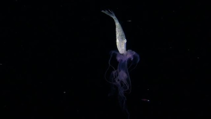台湾黑海吃水母的一条鱼
