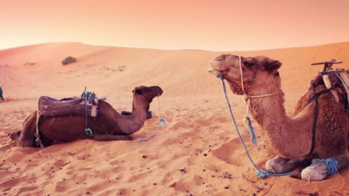 沙漠中的骆驼沙海沙滩咀嚼