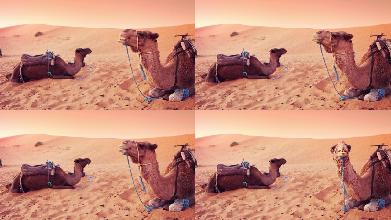 沙漠中的骆驼沙海沙滩咀嚼