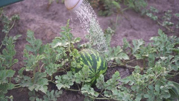 在田间种植西瓜。农业西瓜田大果夏季水瓜