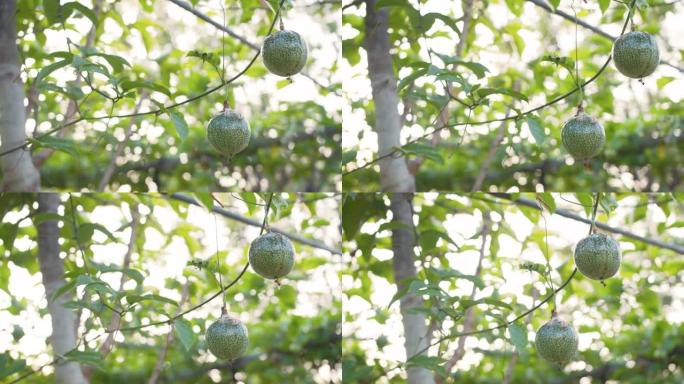 百香果树是在有机农场生产的。农业无化学的概念。4k慢动作。
