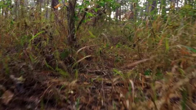 从低角度剪辑以非常低的角度以非常快的速度拍摄森林的蛇眼视图