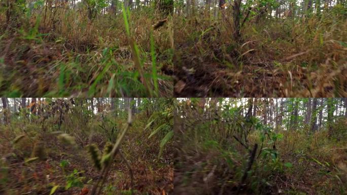 从低角度剪辑以非常低的角度以非常快的速度拍摄森林的蛇眼视图