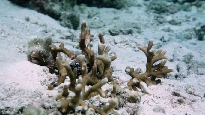 在安达曼海人工珊瑚礁苗圃中生长的繁殖珊瑚