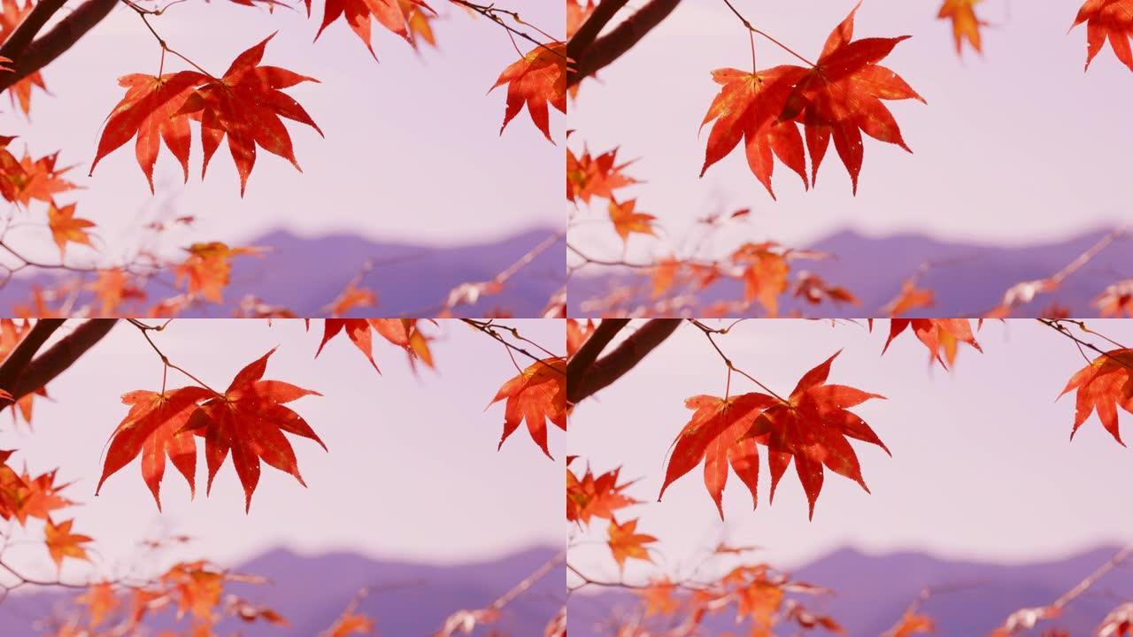 枫树与秋叶在风中摇曳