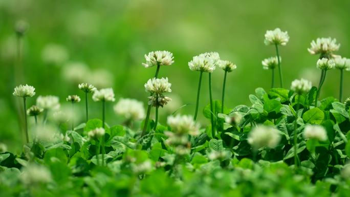 幸运草遍地开花三叶草四叶草春草遍地开花