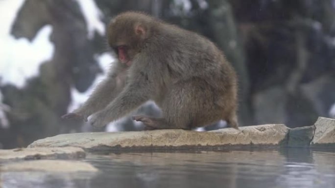 天然温泉上红脸雪猴日本猕猴的慢动作