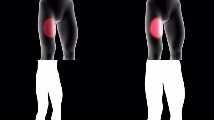 男性x射线全息图的3d动画显示了带有alpha通道的腿部大腿前部区域的疼痛区域