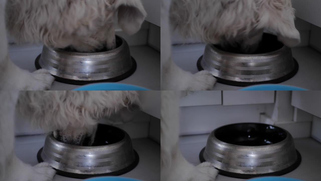 狗从碗里吃狗粮