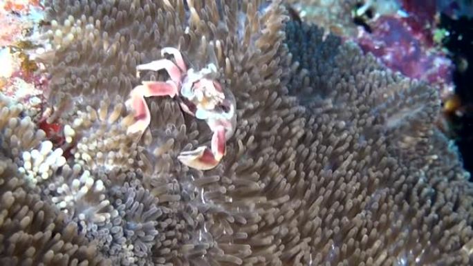 螃蟹在马尔代夫水下干净的透明海底的海葵actinia中被掩盖。