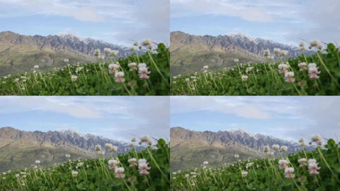 引人注目的山，新西兰皇后镇，白色三叶草