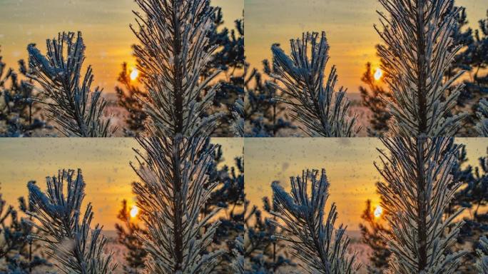 白雪飘落的自然森林树木景观在白色阳光明媚的冬日心情。明亮的雪寒冷的时间，视频循环，电影。视频循环