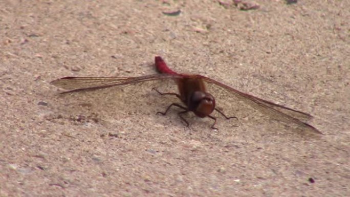 一只猩红色的飞镖蜻蜓移动其头部的特写镜头，也称为红斑鳄鱼或飞龙