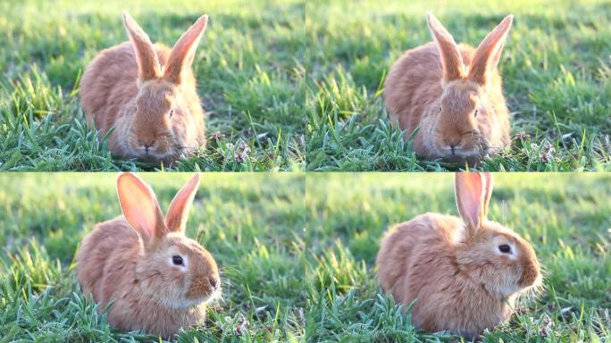 后院绿草地上的一只毛茸茸的大耳朵红兔子。公园里绿色草地上驯服的兔子特写。好奇顽皮的野兔