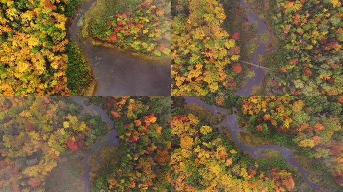美丽的俯视空中旅行，沿着鲤鱼河从云湖的人行天桥上俯瞰，五颜六色的秋叶和雾气笼罩着下面的场景。