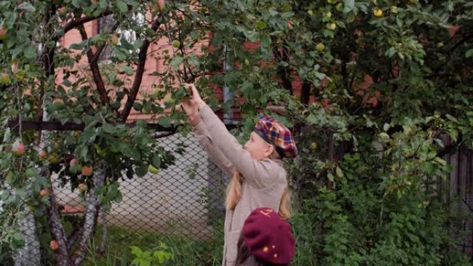 十几岁的女孩在水果园为小妹妹从树上摘成熟的苹果。两个十几岁的女孩在乡下果园的果树上散步和采摘苹果。