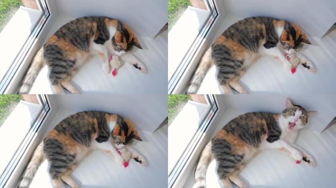 可爱的猫懒在窗台上玩一个柔软的小玩具。张开嘴。三色猫